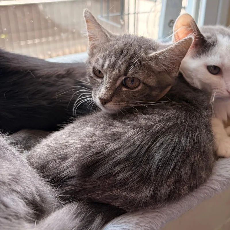 A baby small-sized female Gray / Blue / Silver Domestic Short Hair cat named Jan for adoption in Franklin, NC