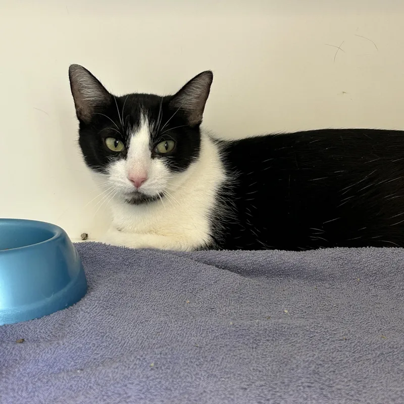 An adult medium-sized female Black & White / Tuxedo Tuxedo cat named Socks for adoption in La Grange Park, IL
