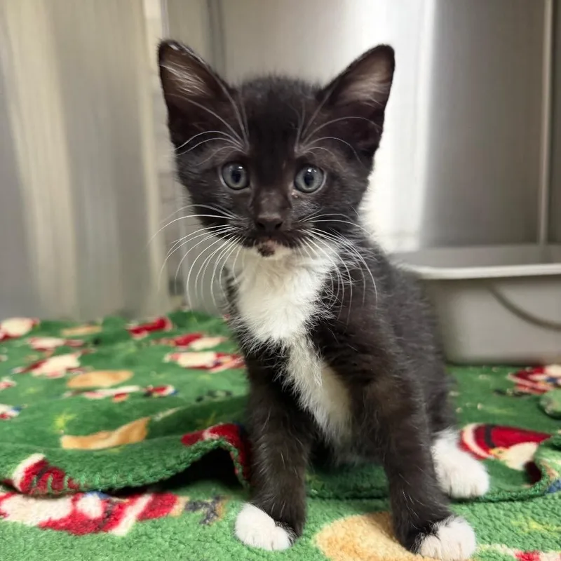 A baby small-sized female Black Domestic Short Hair cat named Camellia for adoption in Bryan, TX