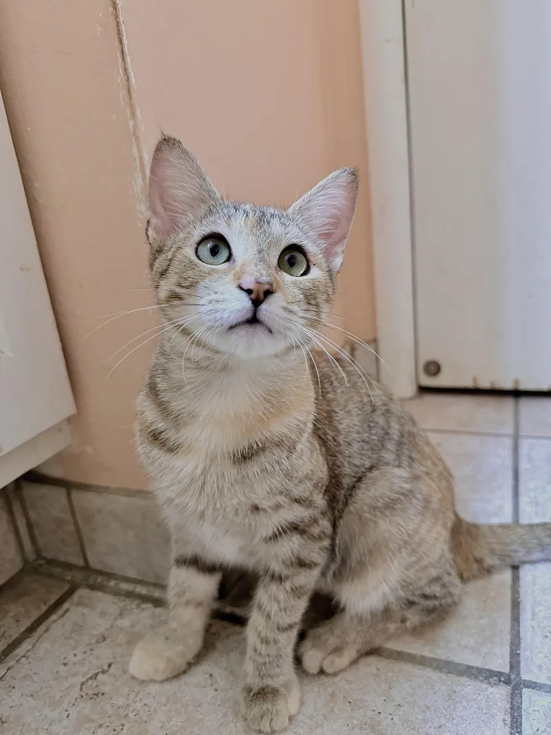 A baby small-sized female Tabby (Buff / Tan / Fawn) Domestic Short Hair cat named Granola Crunch for adoption in Fresno, CA