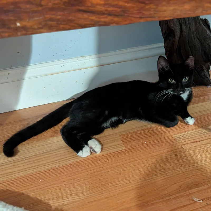 A baby large-sized male Domestic Short Hair cat named Abbott for adoption in Wilmington, NC