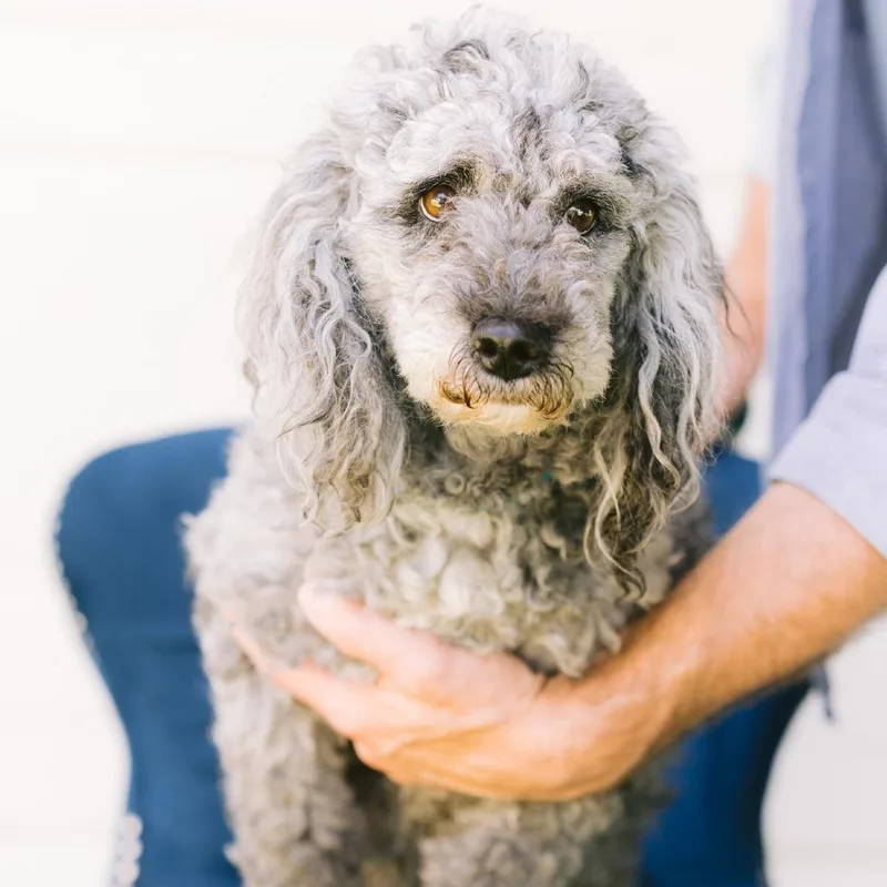 An adult medium-sized female Goldendoodle dog named Staci for adoption in Zionsville, IN