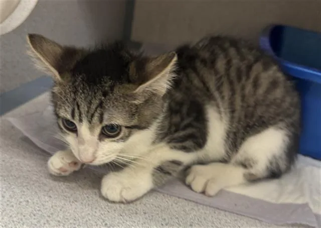 A baby small-sized female Domestic Short Hair cat named Yin for adoption in Aliquippa, PA