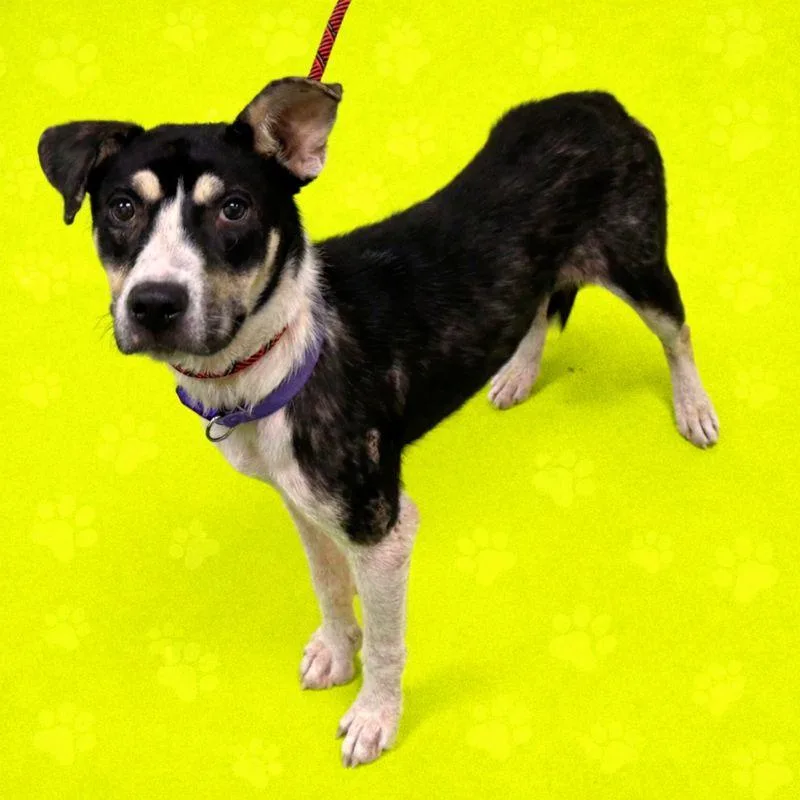 A young medium-sized female Black Mixed Breed dog named Lillysnow for adoption in Memphis, TN