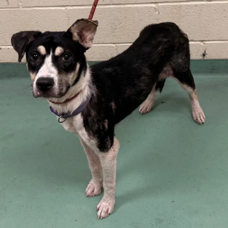 Lillysnow thumbnail 3