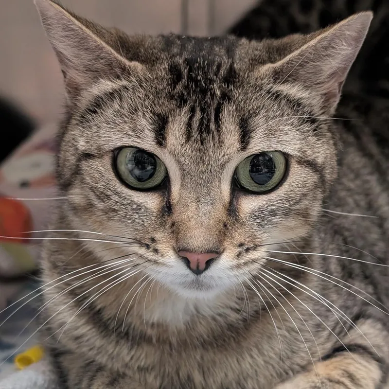 An adult medium-sized female Brown / Chocolate Domestic Short Hair cat named Kail for adoption in Titusville, FL