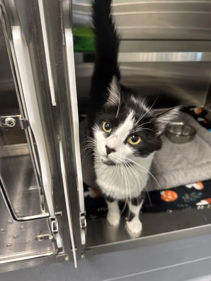 An adult small-sized female Black & White / Tuxedo Domestic Short Hair cat named Ophelia for adoption in Hilton Head Island, SC