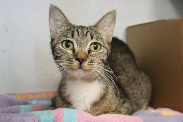 A young small-sized female Domestic Short Hair cat named Nevada for adoption in Tucson, AZ