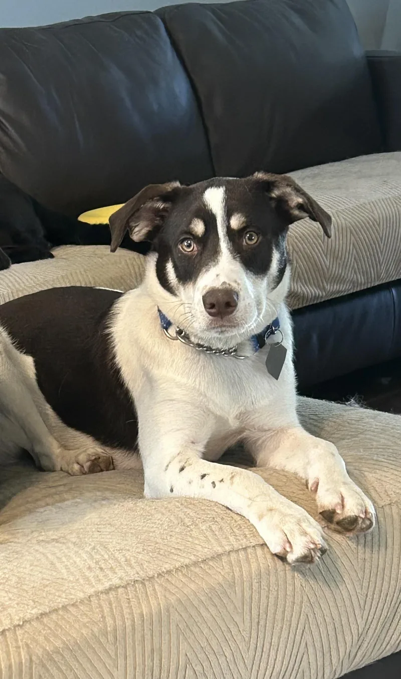A baby medium-sized male Tricolor (Brown, Black, & White) Labrador Retriever dog named Rolo for adoption in Scottsburg, IN