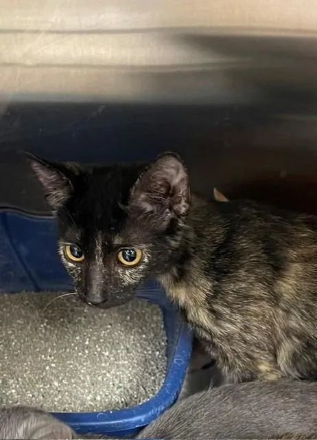 A baby small-sized female Tortoiseshell cat named Pookie for adoption in Jackson, LA