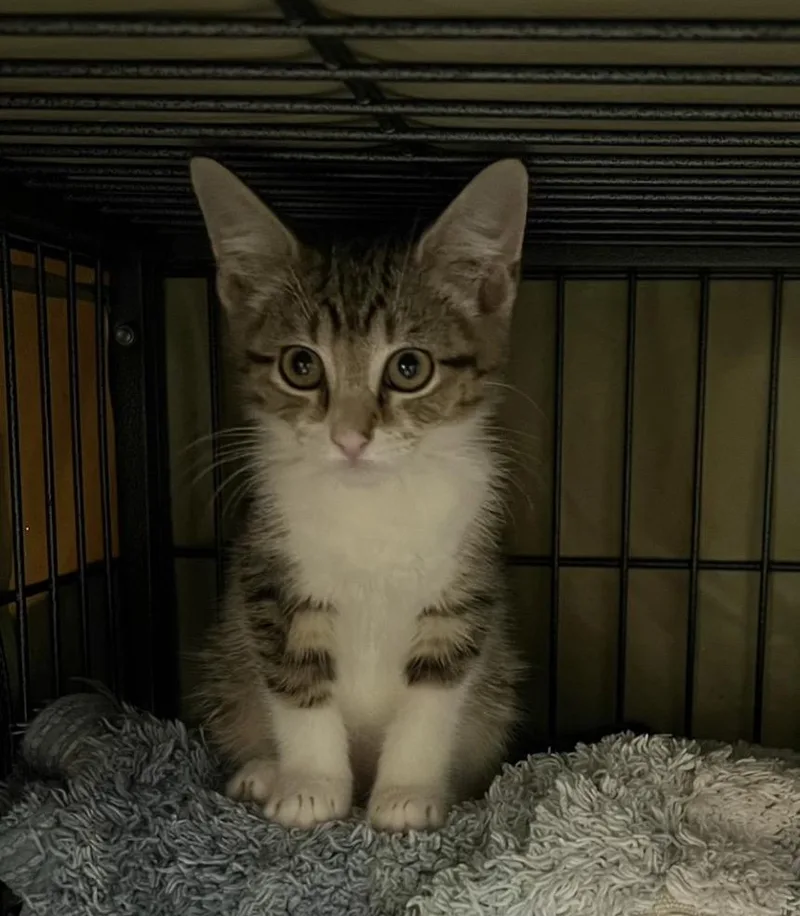 A baby small-sized female Domestic Short Hair cat named Nova for adoption in Sneads Ferry, NC