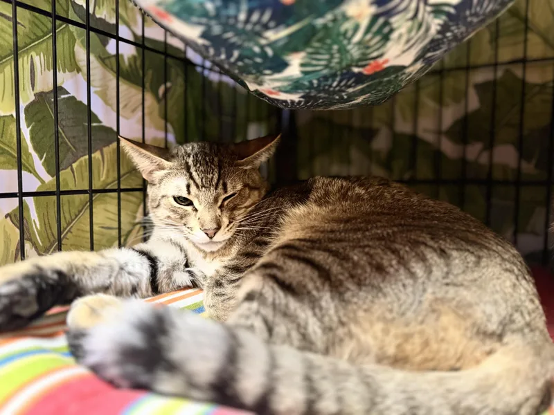 An adult medium-sized male Tabby (Buff / Tan / Fawn) Domestic Short Hair cat named Morgan for adoption in Okanogan, WA
