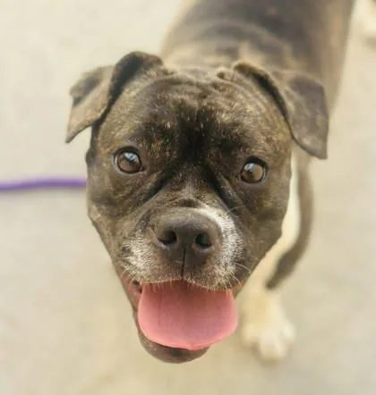 An adult large-sized female Mixed Breed dog named Erica for adoption in West Chester, PA