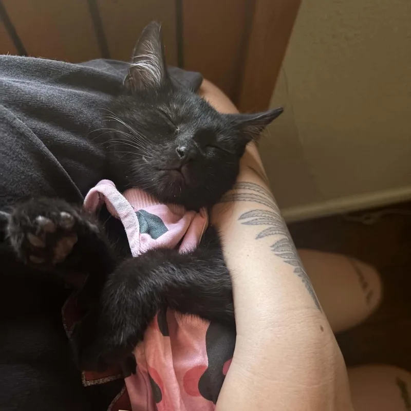 A baby small-sized female Black Domestic Short Hair cat named Marshy for adoption in Antioch, CA
