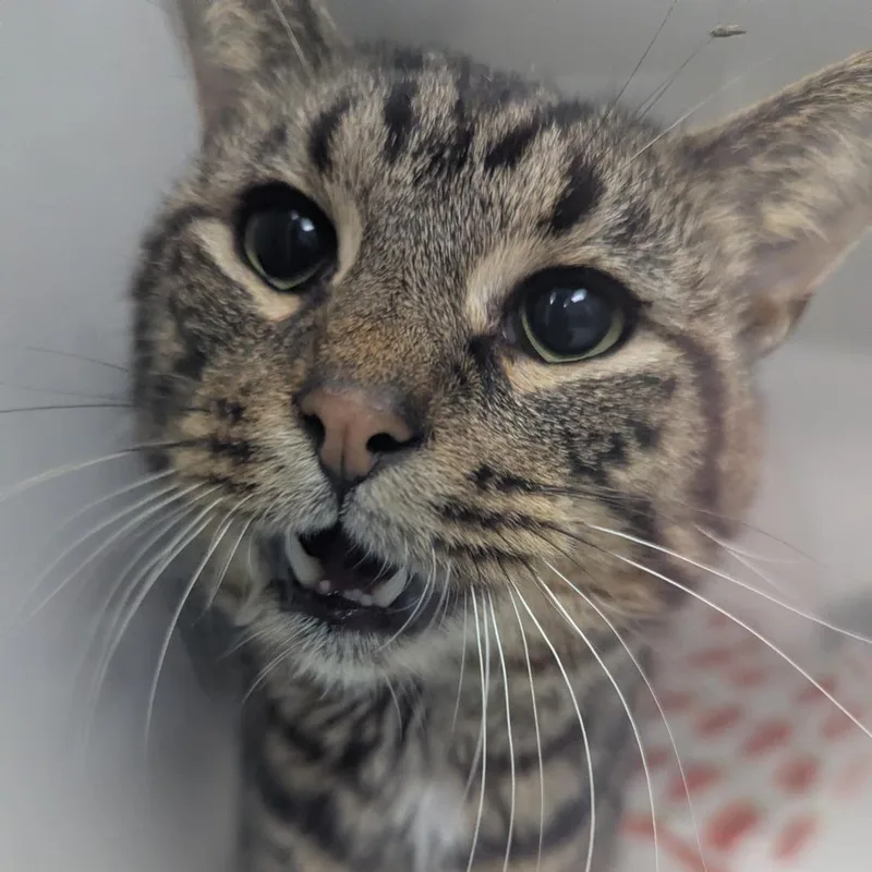 An adult small-sized male Domestic Short Hair cat named Taco for adoption in Jeffersonville, IN