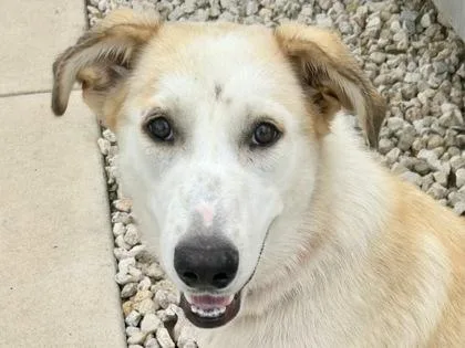 An adult large-sized female White / Cream Mixed Breed dog named Essence for adoption in Georgetown, TX