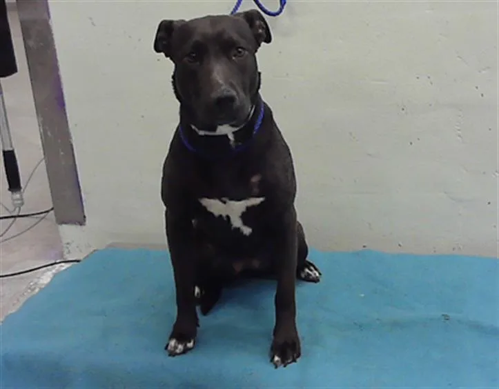 A young medium-sized female Labrador Retriever dog named Tina for adoption in Houston, TX