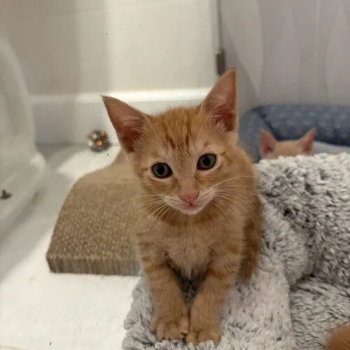 A baby small-sized female Domestic Short Hair cat named Busy Bee for adoption in Tampa, FL