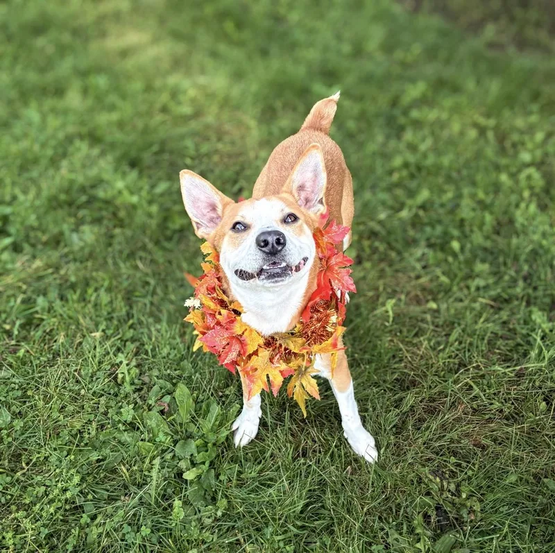 An adult medium-sized male Mixed Breed dog named Benji for adoption in Norwich, NY