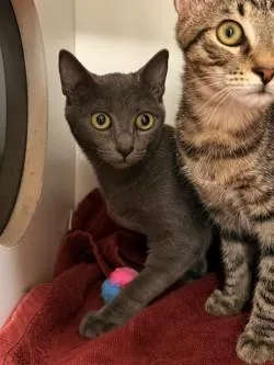 A baby medium-sized female Domestic Short Hair cat named Carla for adoption in Savannah, GA