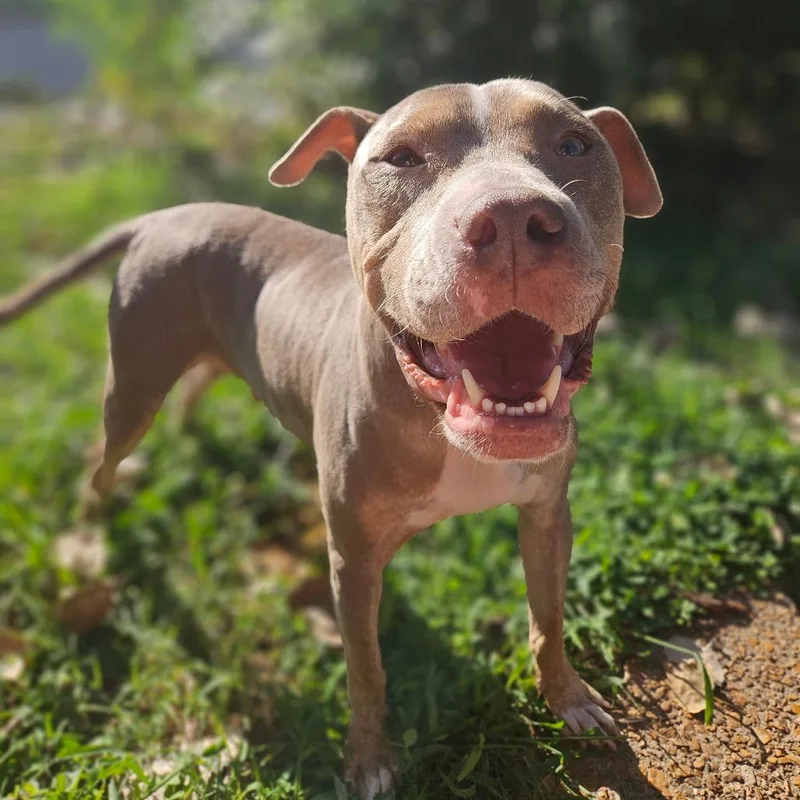 An adult medium-sized female Yellow / Tan / Blond / Fawn Pit Bull Terrier dog named Moonglow for adoption in East Saint Louis, IL