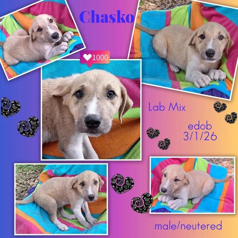 A baby medium-sized male Yellow / Tan / Blond / Fawn Labrador Retriever dog named Chasko Wvt for adoption in Missouri City, TX