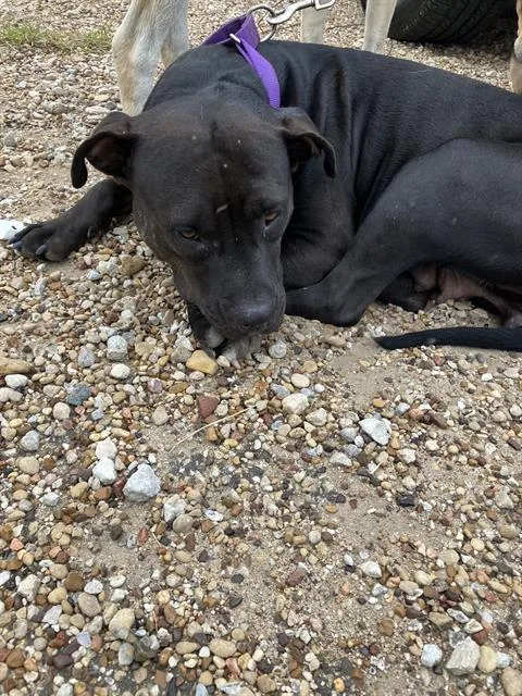 A young medium-sized female Mixed Breed dog named Daisy for adoption in Dallas, TX