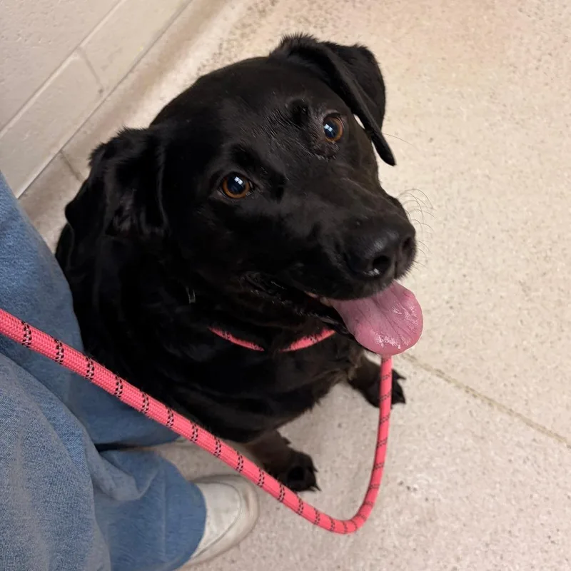 An adult large-sized female Mixed Breed dog named Figgie for adoption in Murray, UT