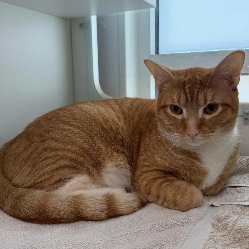 A young small-sized male Orange / Red Domestic Short Hair cat named Pinkus for adoption in Branford, CT