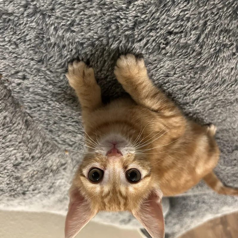 A baby medium-sized female Tabby (Orange / Red) Domestic Short Hair cat named Orange Marmalade for adoption in Davis, CA
