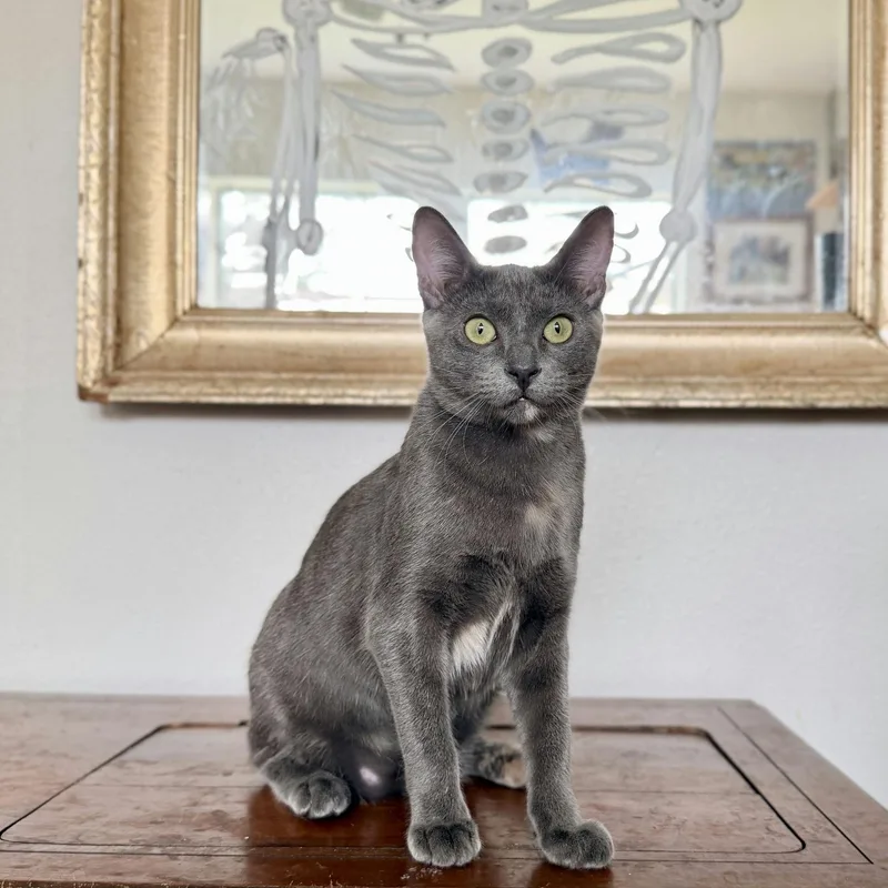 A baby medium-sized female Gray / Blue / Silver Domestic Short Hair cat named Lulu for adoption in Houston, TX