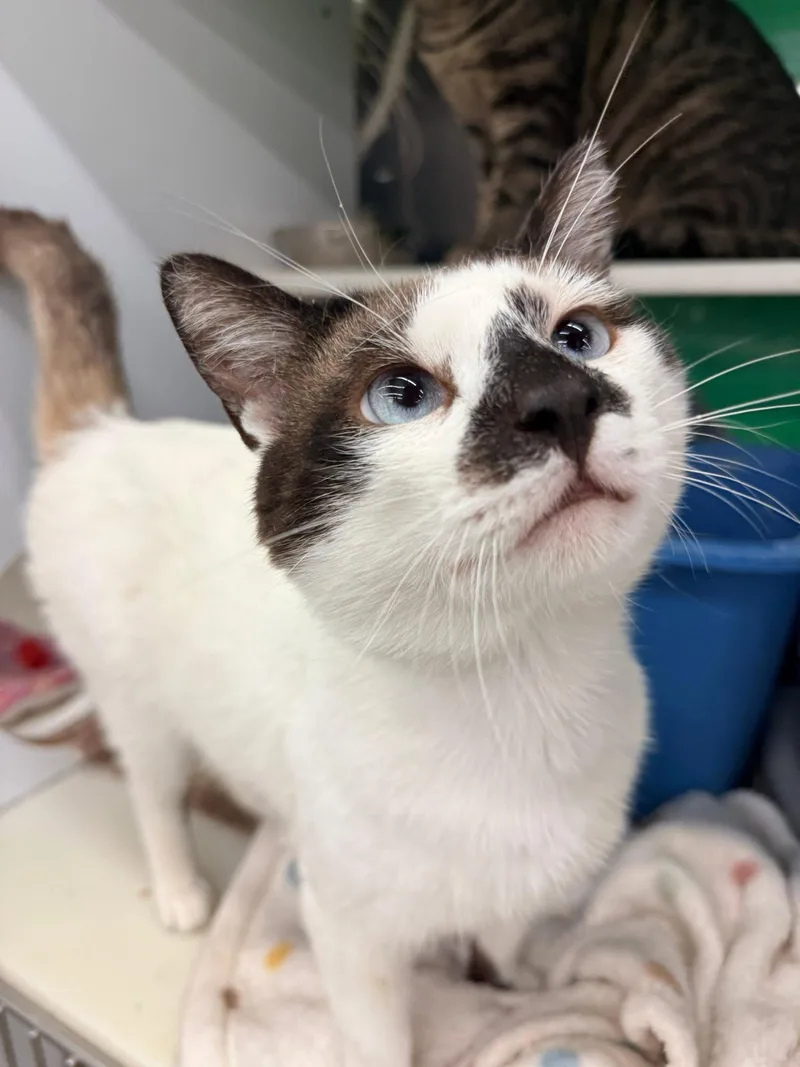 A young medium-sized male Cream / Ivory Snowshoe cat named Carter for adoption in Cleveland, OH
