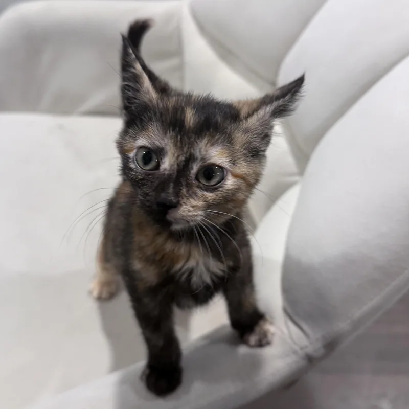 A baby medium-sized female Tortoiseshell Domestic Short Hair cat named Odette for adoption in Midvale, UT