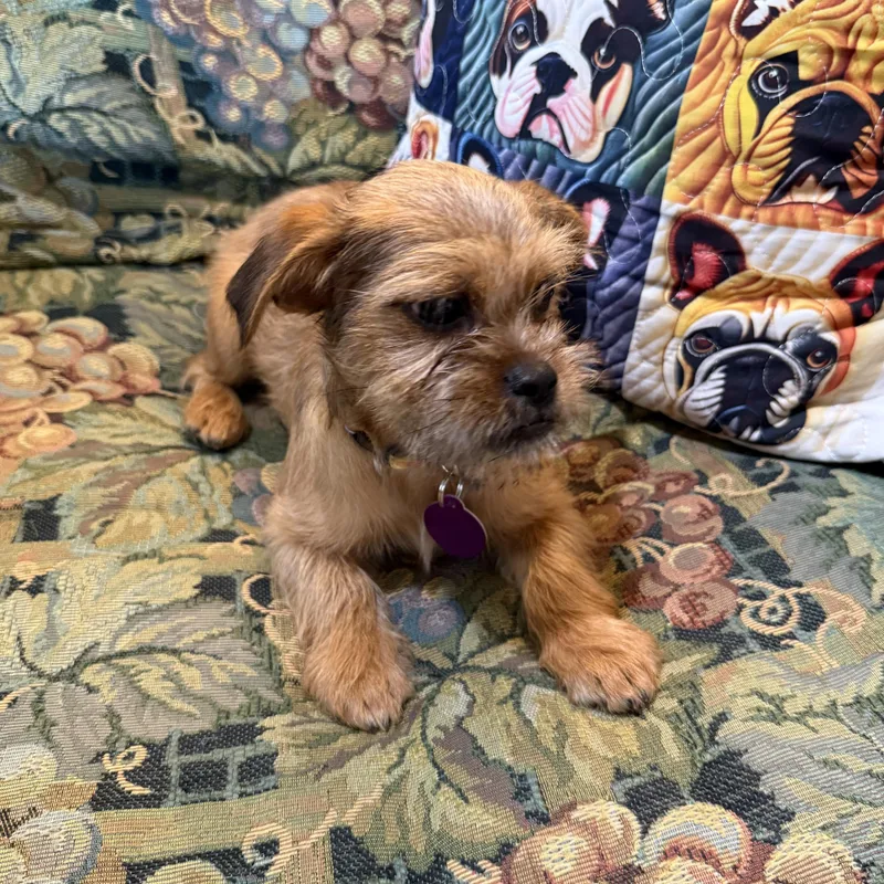 Patti