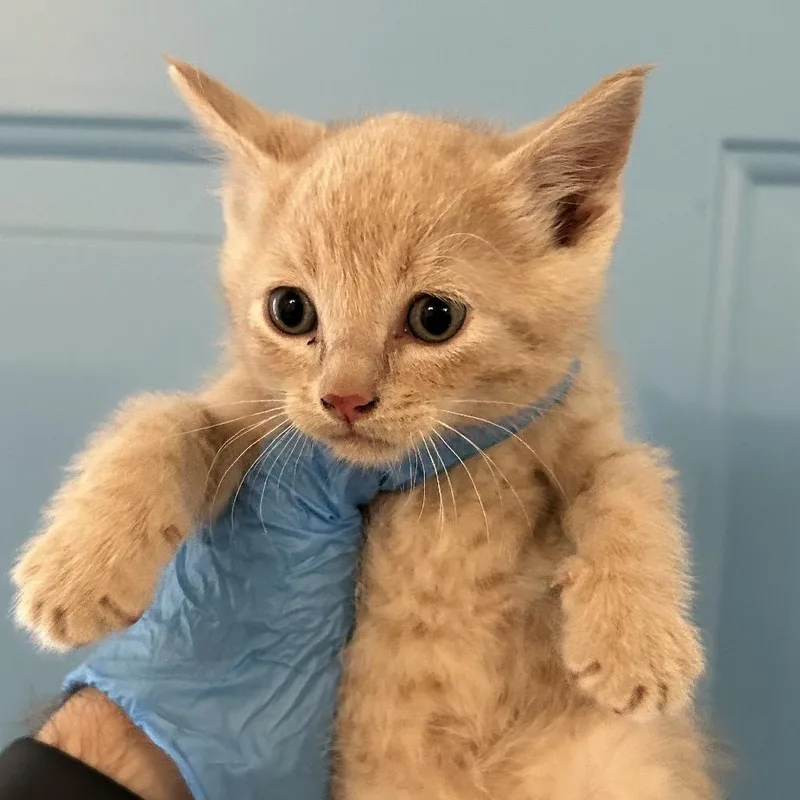 A baby small-sized male Buff / Tan / Fawn Domestic Short Hair cat named Quiche for adoption in Denver, CO