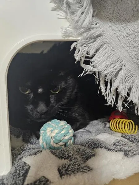An adult medium-sized male Domestic Short Hair cat named Buddha for adoption in Kennewick, WA