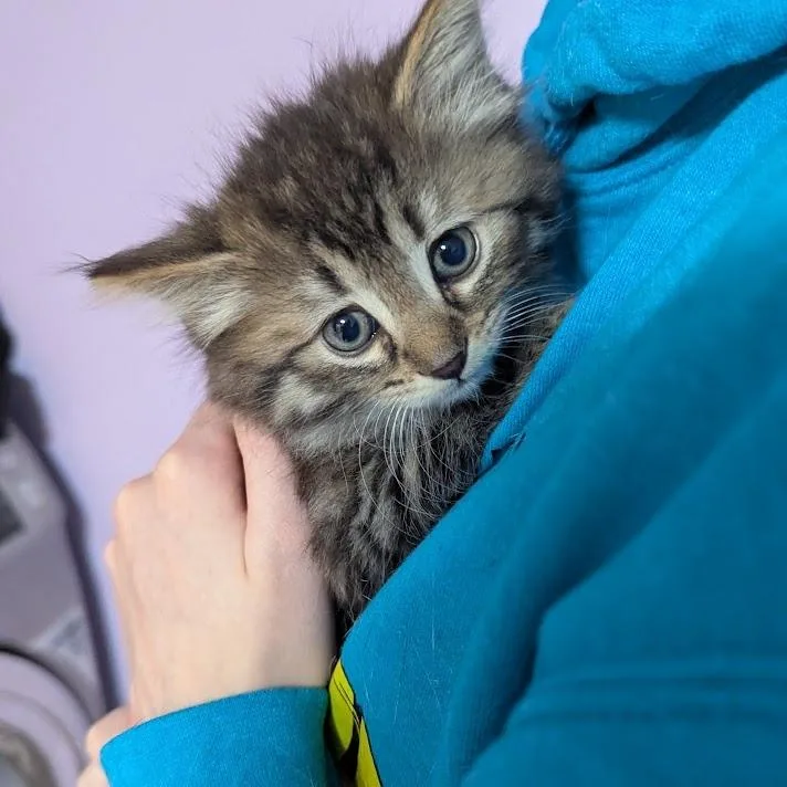 A baby small-sized male Brown / Chocolate Domestic Long Hair cat named Ciabatta for adoption in Johnstown, PA