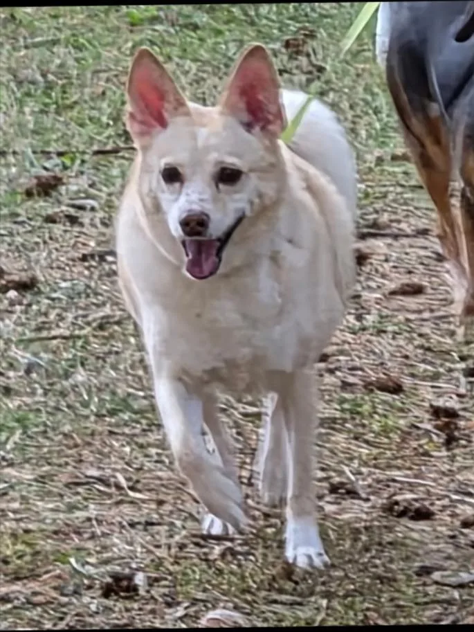 An adult small-sized male Chihuahua dog named Tytis for adoption in Thompson Falls, MT