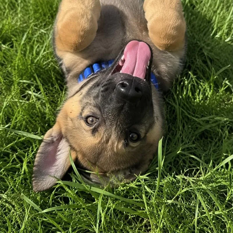 A baby large-sized male German Shepherd Dog dog named Mushu for adoption in Justin, TX
