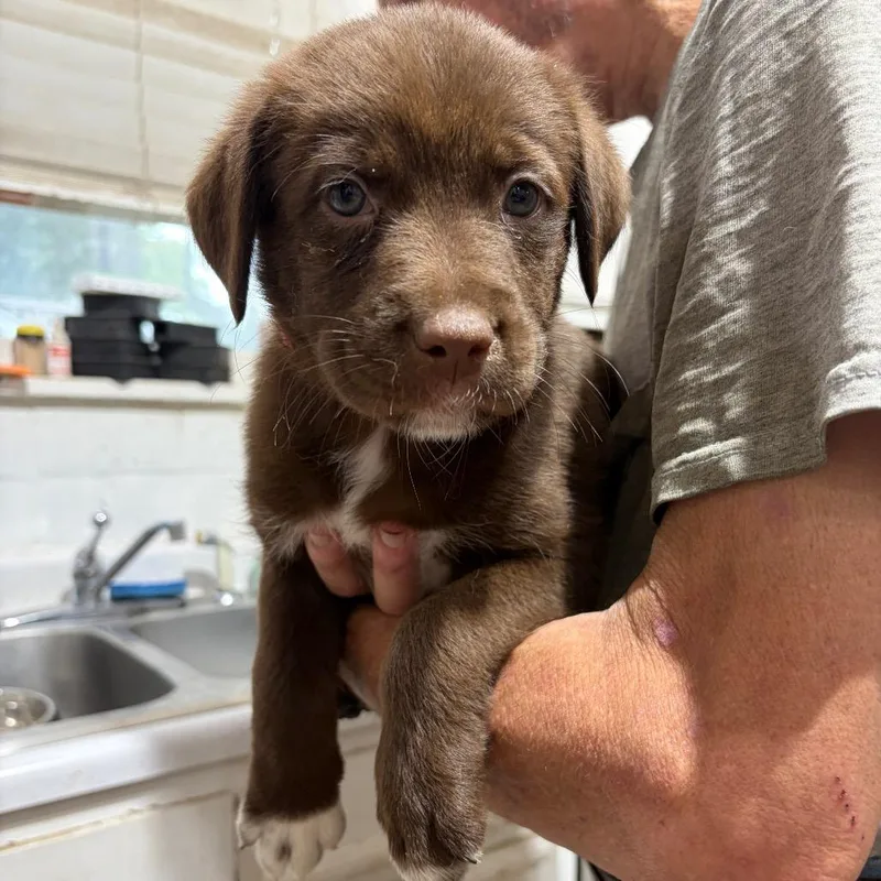 A baby large-sized female Brown / Chocolate Mixed Breed dog named Marcie for adoption in Kansas City, MO