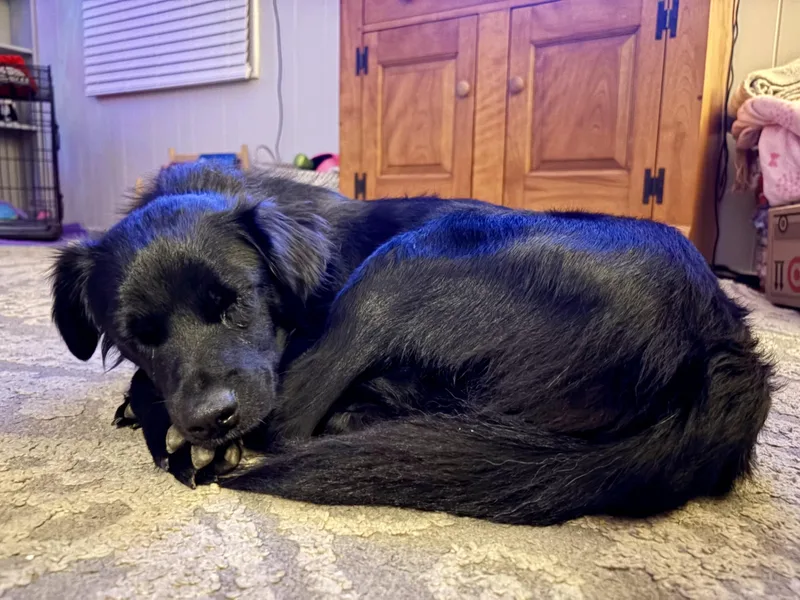 A young medium-sized female Black Flat-Coated Retriever dog named Lilia for adoption in Hoffman Estates, IL