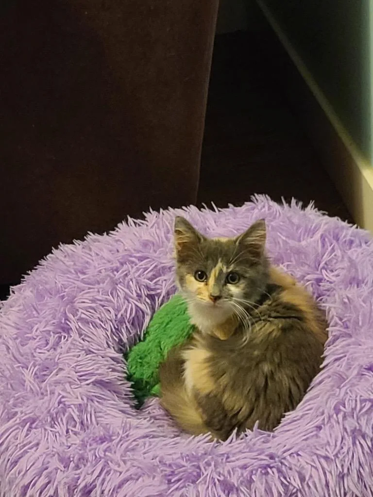 A baby medium-sized female Domestic Short Hair cat named Nutmeg for adoption in Logan, UT
