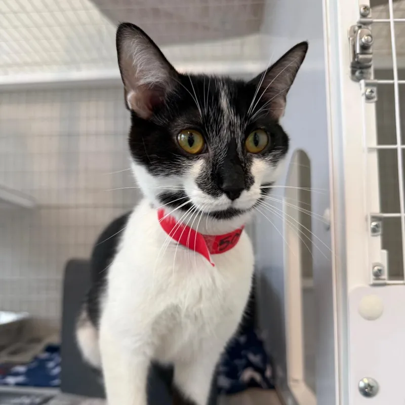 A young medium-sized female Black Domestic Short Hair cat named Dita for adoption in Chicago, IL