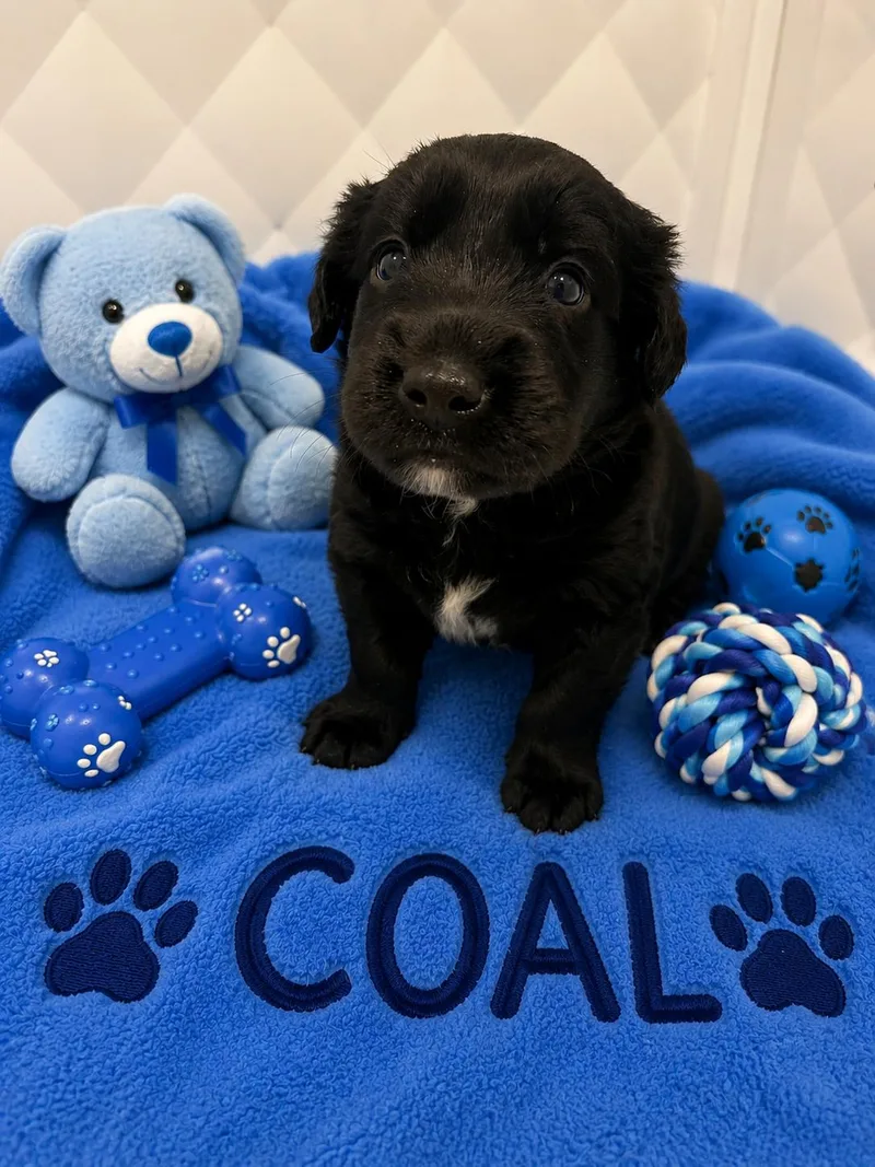 Coal thumbnail 3