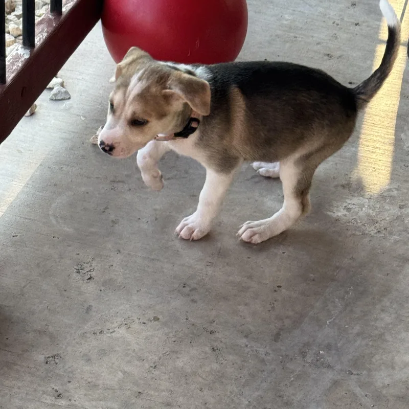 A baby medium-sized male Labrador Retriever dog named Diesel for adoption in San Antonio, TX