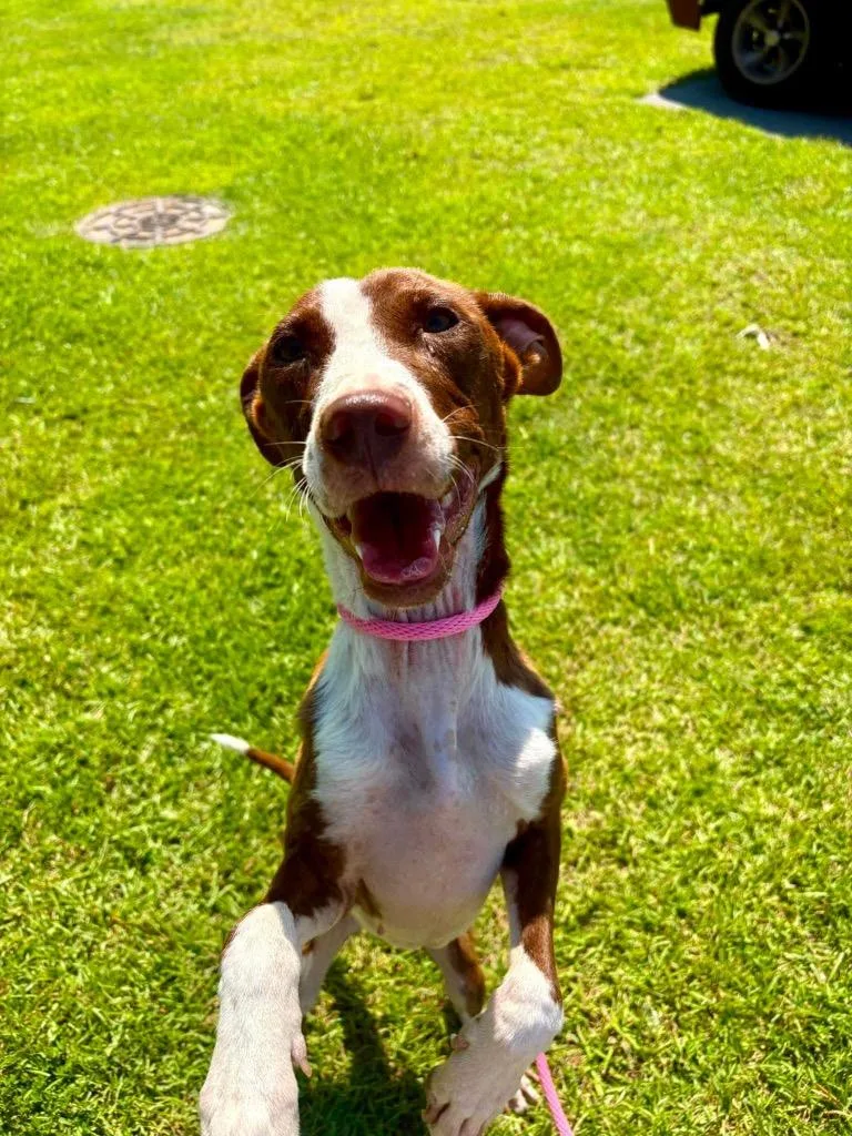 A young medium-sized female Terrier dog named Dahlia for adoption in New Bern, NC