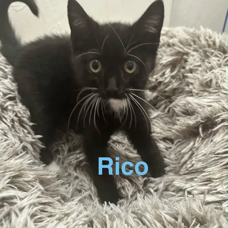 A baby large-sized male Black & White / Tuxedo Tuxedo cat named Rico for adoption in HANSON, MA