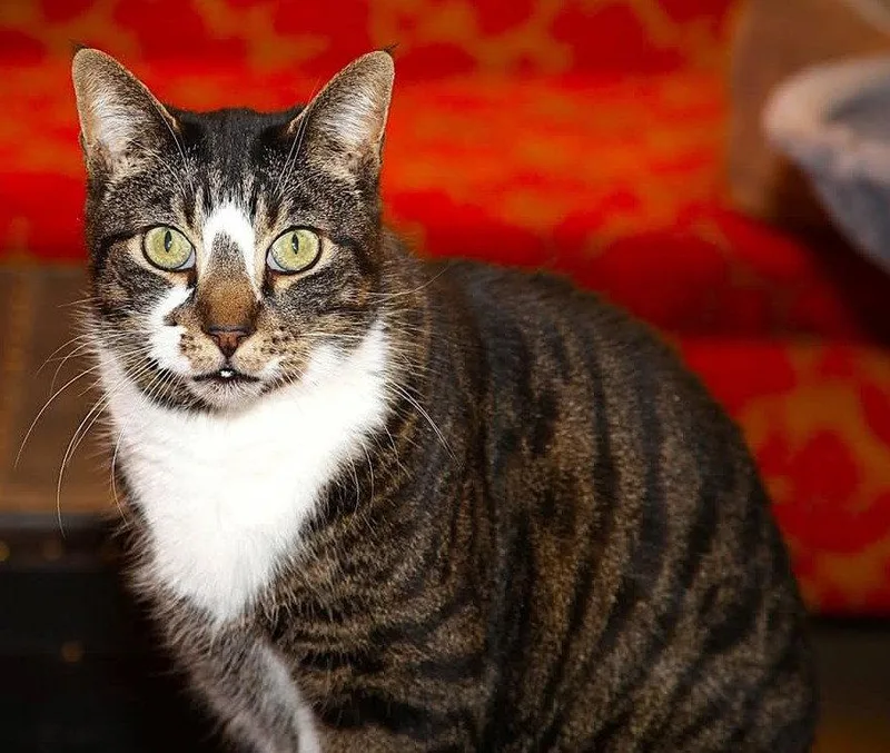 An adult medium-sized male Domestic Short Hair cat named Northstar for adoption in Camden, TN