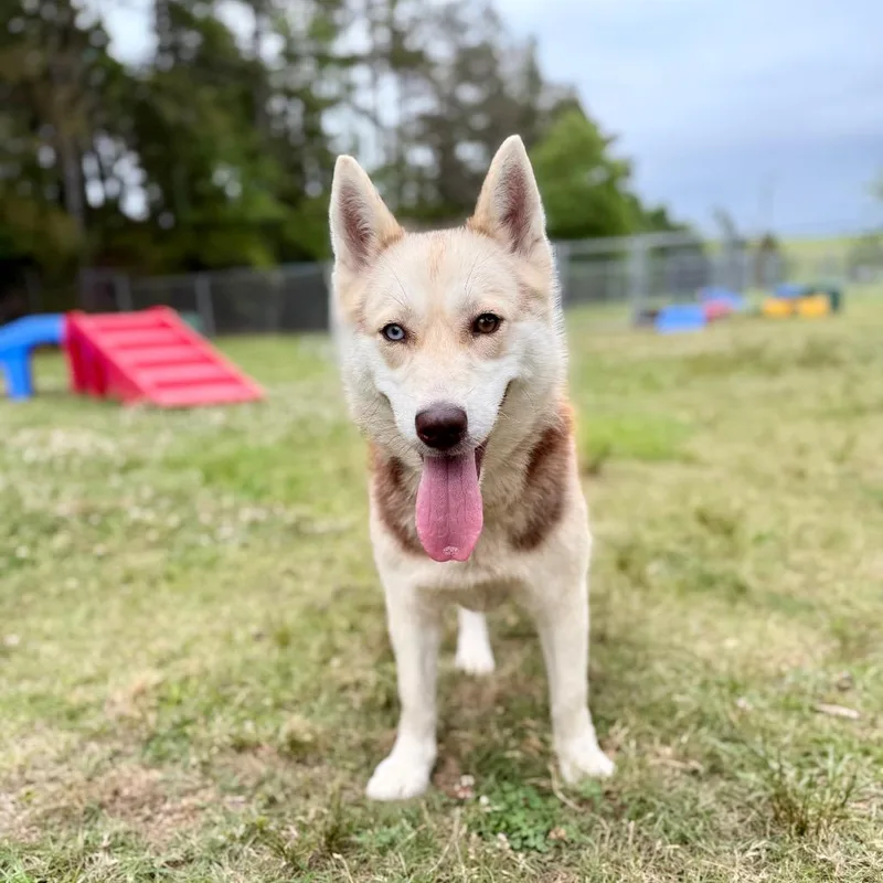 A young medium-sized female Yellow / Tan / Blond / Fawn Husky dog named Star Dust for adoption in Deerfield, IL