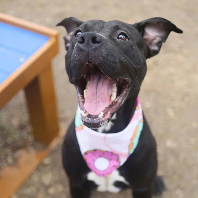 An adult large-sized female Labrador Retriever dog named Sasha for adoption in San Antonio, TX